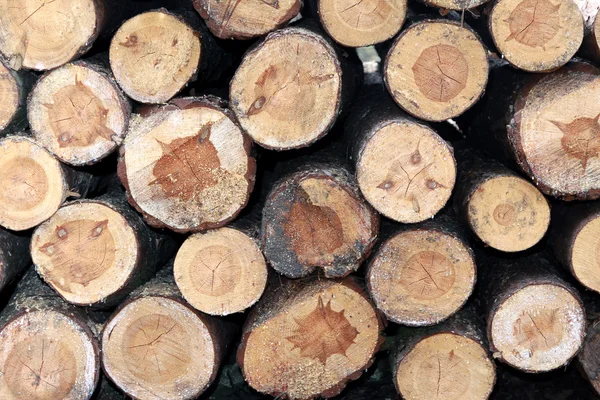 stock image Pile of wooden logs