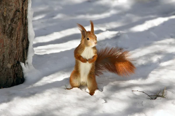 Red squirrel in the winter — Stock Photo, Image