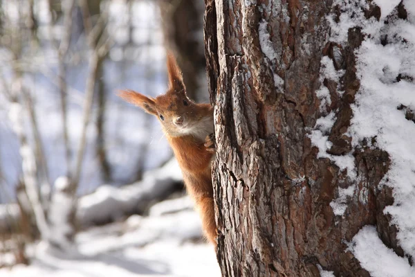 stock image Red squirrel in the winter