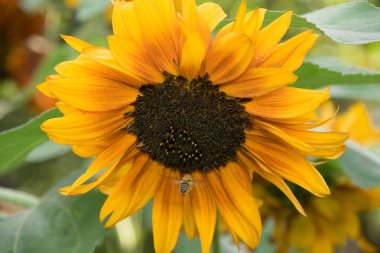 bloemen van zonnebloemen en werken bee