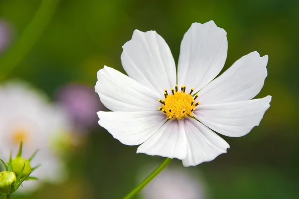 stock image White flower