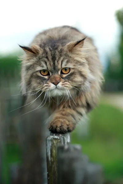 แมวเดินบนรั้ว — ภาพถ่ายสต็อก