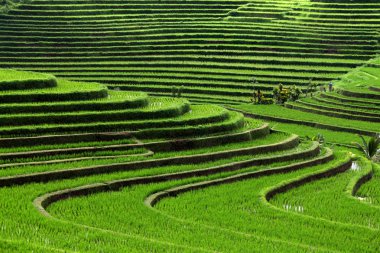 Teras pirinç tarlaları, Bali, Endonezya