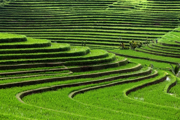 Terasa rýžová pole, Bali, Indonésie — Stock fotografie