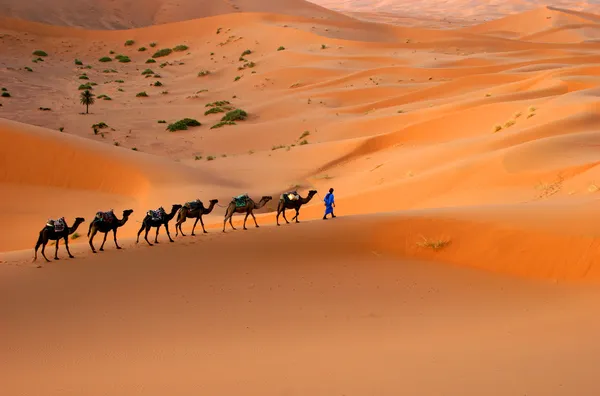Caravana de camelo — Fotografia de Stock