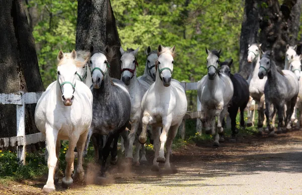 Липиццанские лошади — стоковое фото
