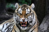 rozzlobený tygr