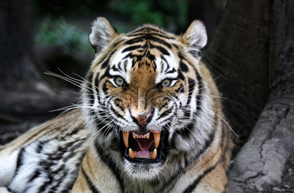 Angry tiger