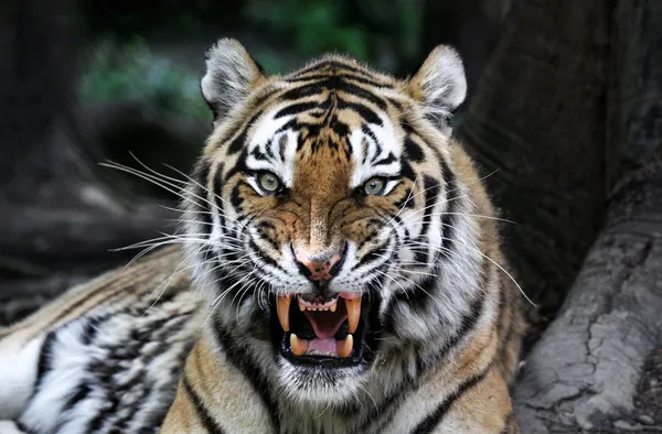 Angry Tiger Royaltyfria Stockfoton