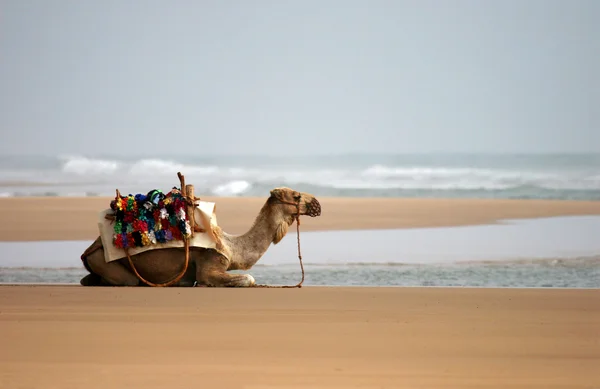 Camelo na praia — Fotografia de Stock