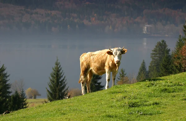 Самотня коровою — стокове фото