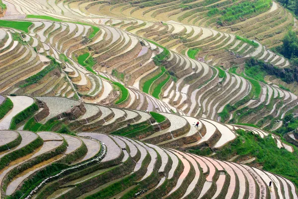 Rice terrases — Stok Foto