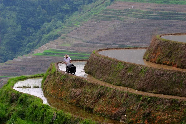 Az ember és a buffalo dolgozik a rizs terasz Jogdíjmentes Stock Fotók
