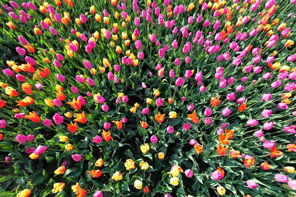 Barevné tulipány z výše Stock Obrázky