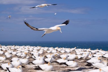 Gannet uçuş