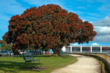 pohutukawa ağacı