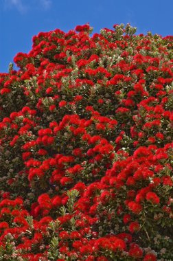 POHUTUKAWA TREE BLOSSOM clipart