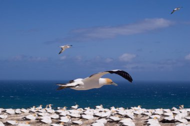 Gannet uçuş