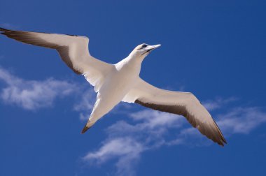 Gannet uçuş