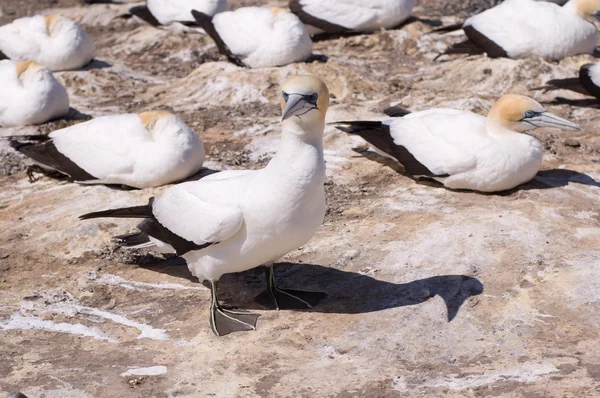 Gannet gölge ile