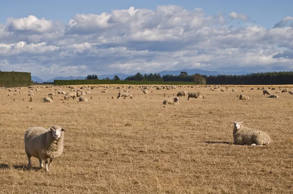 FIELD WITH SHEEP — Stock Photo, Image