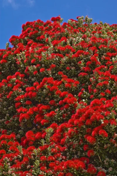 pohutukawa ağacı çiçeği