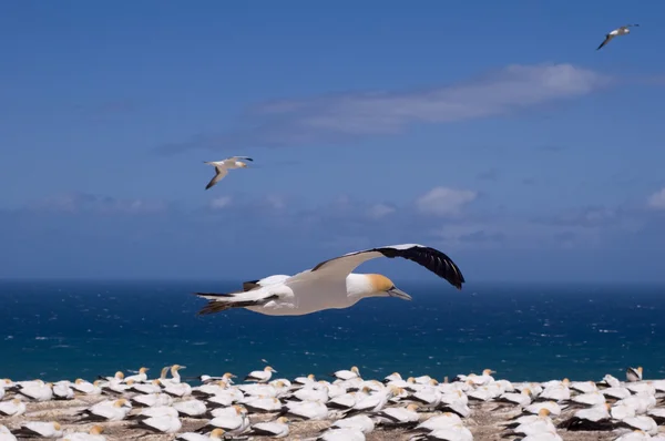Gannet in volo — Foto Stock