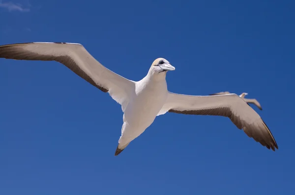 Gannet in volo — Foto Stock