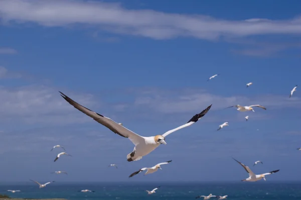 stock image Gannet in flight