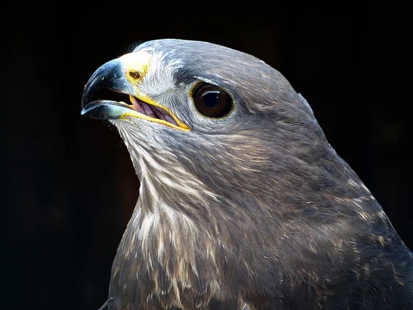 stock image Common Buzzard