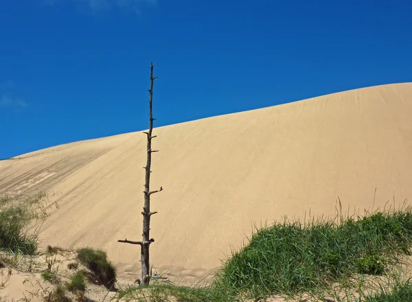 Dune — Stock Photo, Image