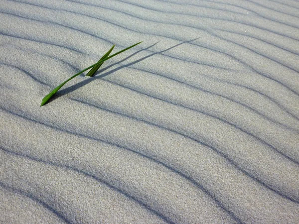 stock image Beach