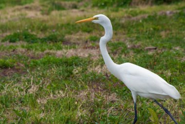 Proud great white heron clipart