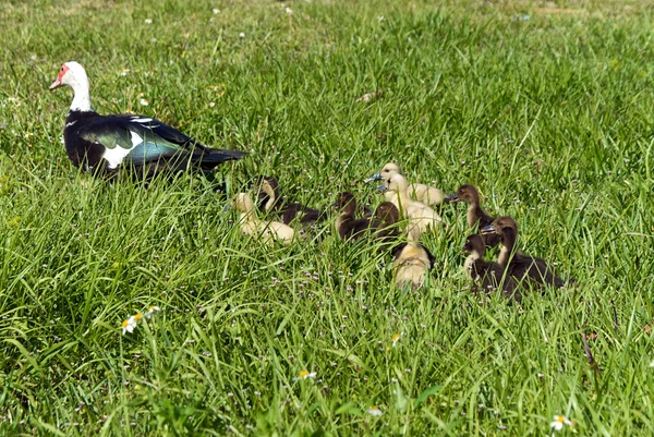 Familia Moscovy Duck —  Fotos de Stock