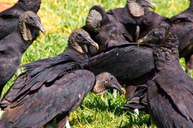 Close up of black vultures clipart