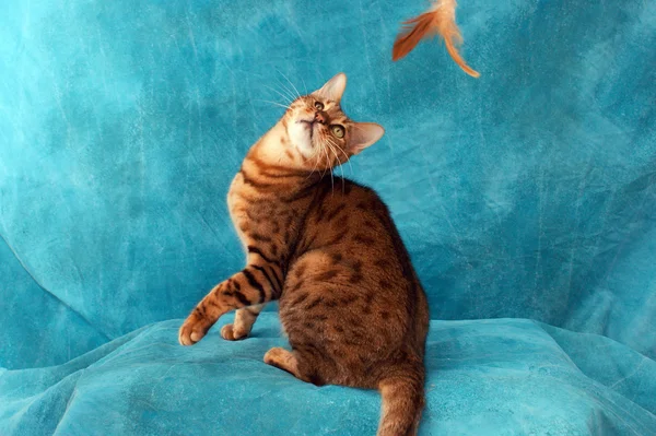 Бенгальская кошка играет — стоковое фото