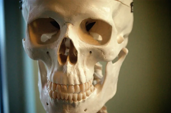 Aproape de craniu — Fotografie, imagine de stoc