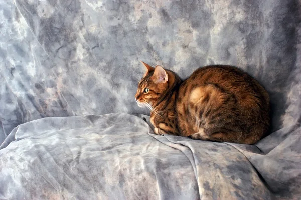 Gato de bengala exótico — Fotografia de Stock