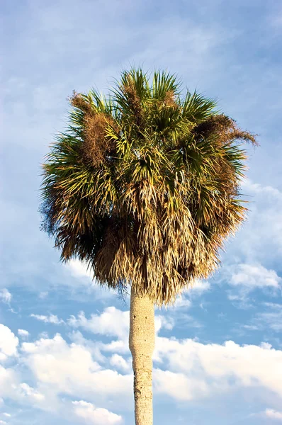 Пышные пальмы против неба — стоковое фото