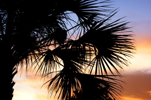 Palm träd silhouette med solnedgång — Stockfoto