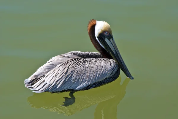 Pelican swimming — Stock Photo, Image