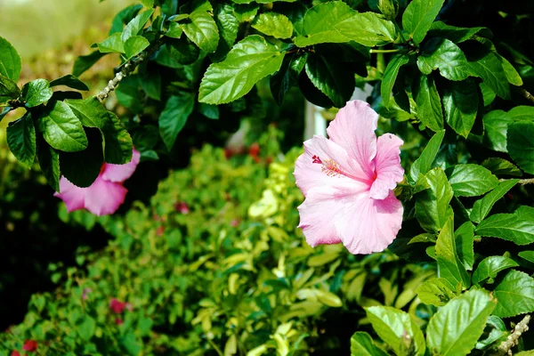 Różowy Hiacynt — Zdjęcie stockowe
