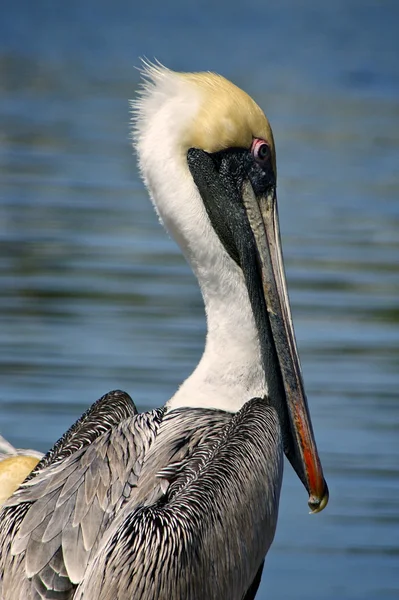 Portrait of brown pelican — Stock Photo, Image