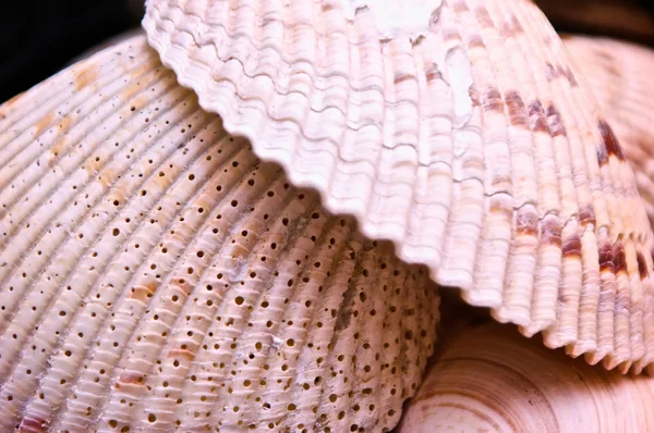 Scallop shells — Stock Photo, Image