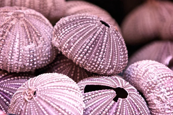 stock image Sea urchins