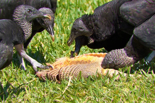 Turkey vultures feeding — Stock Photo, Image