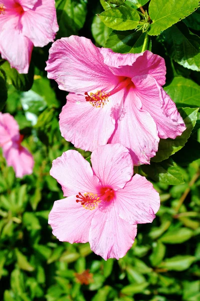 Dwie różowe Hiacynty — Zdjęcie stockowe