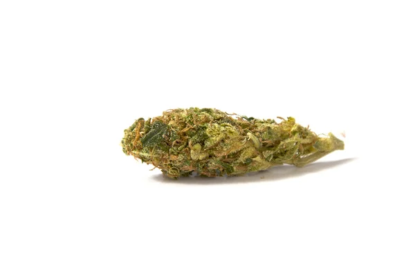 Lékařské marihuany bud — Stock fotografie