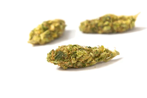 Pąki marihuany — Zdjęcie stockowe