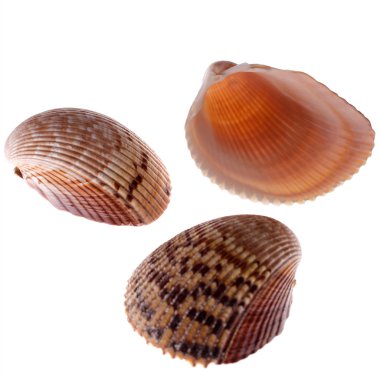 cockleshells